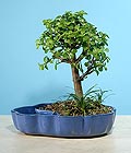 Ankara Sincan iek gnder firmamzdan grsel rn bonsai japon minyatr saks iei i mekan bitkileri ss bitkisi