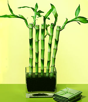 Ankara Sincan iekilik grsel iek modeli firmamzdan Lucky Bamboo ans melei iei bambu iei