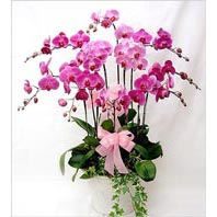 iki dal saks orkide iei salon ss bitkisi Ankara ostim iek siparii firma rnmz 