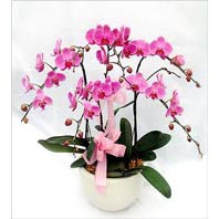 Ankara Sincan ostim iek siparii firma rnmz iki dal saks orkide iei