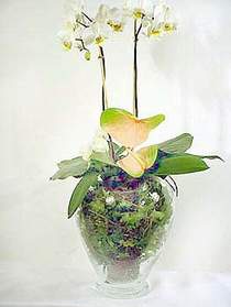 Ankara Sincan Sincan fatih ieki firmas rnmz 1 dal saks orkide iei i mekan ss bitkisi