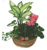 Ankara Sincan Urankent Çiçekçi firma ürünümüz karışık 3 adet saksı çiçeği iç mekan bitkileri süs bitkisi