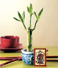 Lucky Bamboo şans meleği çiçeği bambu çiçeği Ankara Bağlum Çiçekçi firma ürünümüz 