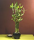 Ankara Sincan çiçek gönder firması şahane ürünümüz Lucky Bamboo şans meleği çiçeği bambu çiçeği