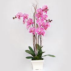 Ankara Sincan Bağlum Çiçekçi firma ürünümüz 2 saksı orkide çiçeği canlı çiçekler