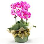 Ankara Sincan Ostim çiçek gönderimi firması ürünümüz  iki dal saksı orkide çiçeği