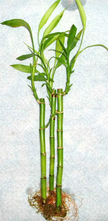 Kaliteli ve fiyatı ucuz bir ürün Lucky Bamboo şans meleği çiçeği bambu çiçeği