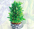 Ankara Sincan çiçek satışı site ürünümüz  Lucky Bamboo şans meleği çiçeği bambu çiçeği
