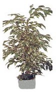 Ankara Sincan Etimesgut Çiçekçi firma ürünümüz Ficus starlight benjamin saksı çiçeği iç mekan bitkileri süs bitkisi